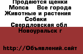 Продаются щенки Мопса. - Все города Животные и растения » Собаки   . Свердловская обл.,Новоуральск г.